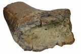 Hadrosaur (Edmontosaurus) Femur Section - South Dakota #145938-4